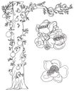 Sal tree isolate vector,cannonball tree tropical flowers in blossom on a branch,Tree of Buddha born