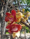 Sala flora or Shorea robusta flower on Cannonball