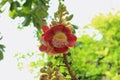 Sala flora or Shorea robusta flower