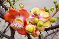 Sala flora or Shorea robusta flower on Cannonball Tree