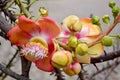 Sala flora or Shorea robusta flower on Cannonball Tree