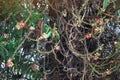 Sala flora or Shorea robusta protruding from sala tree