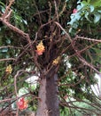 Sala flora from the Sala tree that the Lord Buddha enlightened under this tree in Indian Land