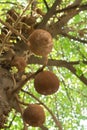 Sala flower on cannon ball tree Royalty Free Stock Photo