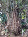 Salaca salak tree