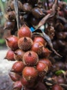 Salacca fruit tree Royalty Free Stock Photo