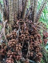 Salacca fruit or Salak tree