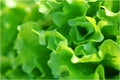 Salad background Royalty Free Stock Photo