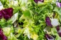 Salad background, freshness green salad leaves of frisee, romaine salad, radicchio