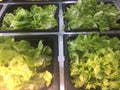 Salad Bar Fresh Vegetables Organic green Healthy Royalty Free Stock Photo
