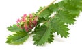 Salad Burnet flower Royalty Free Stock Photo