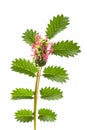 Salad Burnet flower Royalty Free Stock Photo