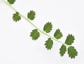 Salad Burnet Fresh Royalty Free Stock Photo
