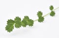 Salad Burnet Fresh Royalty Free Stock Photo
