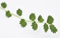 Salad Burnet Fresh Royalty Free Stock Photo
