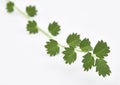 Salad Burnet Fresh