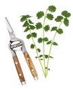 Salad Burnet Herb Royalty Free Stock Photo