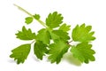 Salad Burnet Royalty Free Stock Photo
