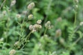 Salad burnet Royalty Free Stock Photo