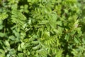 Salad burnet