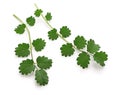 Salad burnet, pimpinelle Royalty Free Stock Photo
