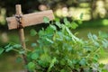 Salad burnet Sanguisorba minor with a blank plant marker in th