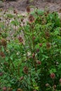 Salad burnet Sanguisorba minor flower.Salad burnet - Latin name - Sanguisorba minor