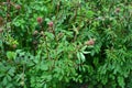 Salad burnet Sanguisorba minor flower.Salad burnet - Latin name - Sanguisorba minor Royalty Free Stock Photo