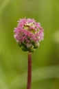 Salad Burnet Royalty Free Stock Photo