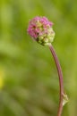 Salad Burnet Royalty Free Stock Photo