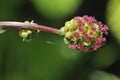 Salad Burnet Royalty Free Stock Photo
