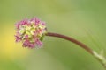 Salad Burnet