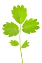 Salad Burnet