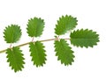 Salad Burnet sprig Royalty Free Stock Photo