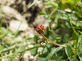 Salad Burnet Wild Flower on Downland Royalty Free Stock Photo