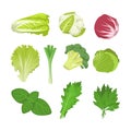 Salad and cabbage species set Royalty Free Stock Photo