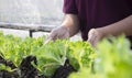 Salad in caring hands. Hydroponic vegetables salad farm. Hydroponics method of growing plants Royalty Free Stock Photo