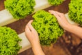 Salad in caring hands. Hydroponic vegetables salad farm. Hydroponics method of growing plants vegetables salad farm, in water, wi Royalty Free Stock Photo
