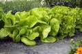 Salad chicory and lettuce on garden bed