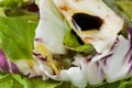 Salad close-up Royalty Free Stock Photo