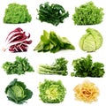 Salad collage on white background Royalty Free Stock Photo