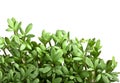 Salad Cress Royalty Free Stock Photo