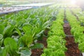 Salad crop feed in hydroponics system farm for agriculture and vegetarian concept