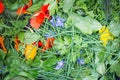 Salad of Edible Flowers and Herbs