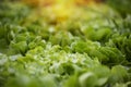 Salad farm vegetable green oak lettuce. Close up fresh organic hydroponic vegetable plantation produce green salad hydroponic Royalty Free Stock Photo