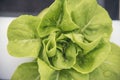Salad farm vegetable green oak lettuce. Close up fresh organic hydroponic vegetable plantation produce green salad hydroponic Royalty Free Stock Photo