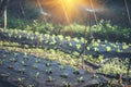 Salad farm vegetable green oak lettuce. Close up fresh organic hydroponic vegetable plantation produce green salad hydroponic