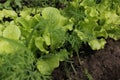 Salad and fennel in garden 19636 Royalty Free Stock Photo