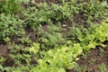 Salad and fennel in garden Royalty Free Stock Photo