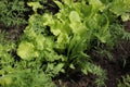 Salad and fennel in the garden 19635 Royalty Free Stock Photo